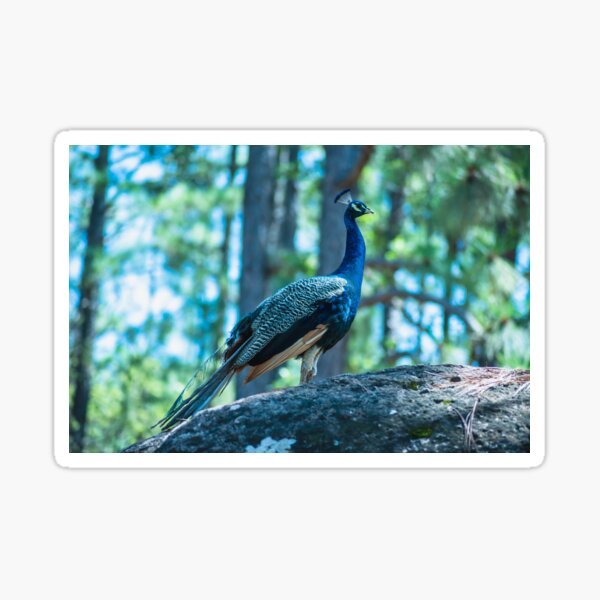 The ballad of the Peacock Sticker