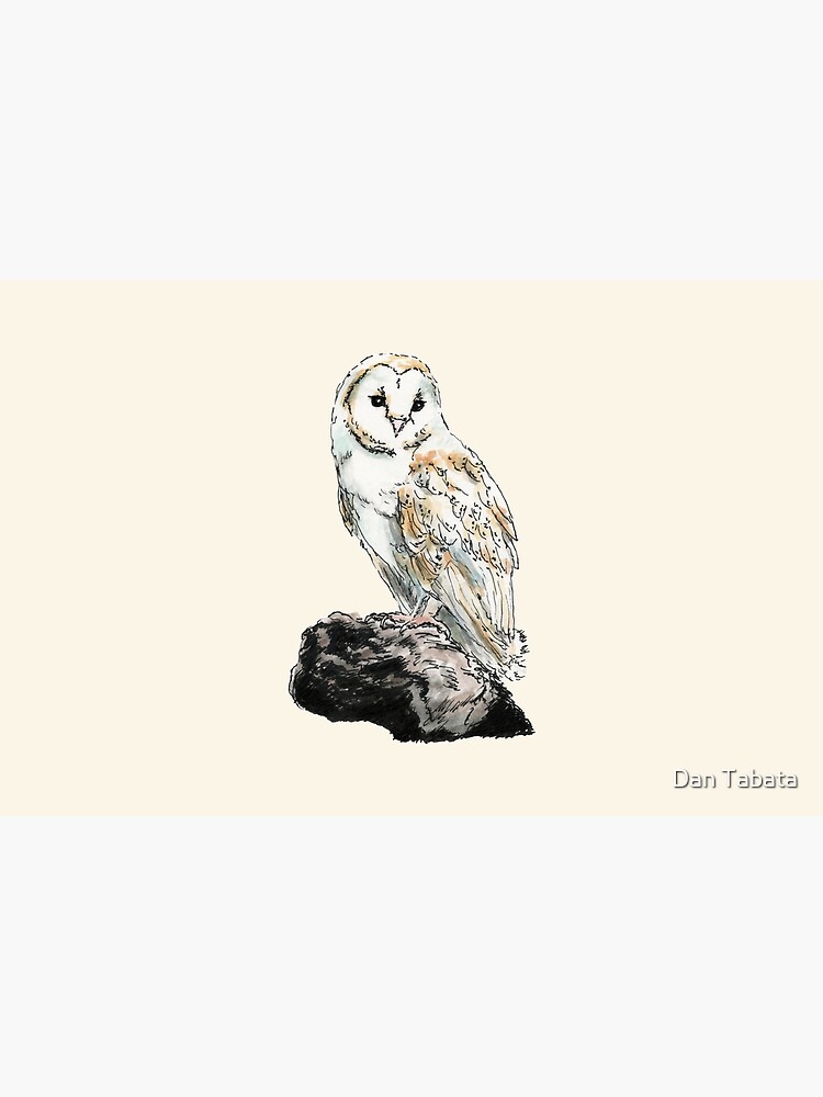 Barn Owl by dmtab