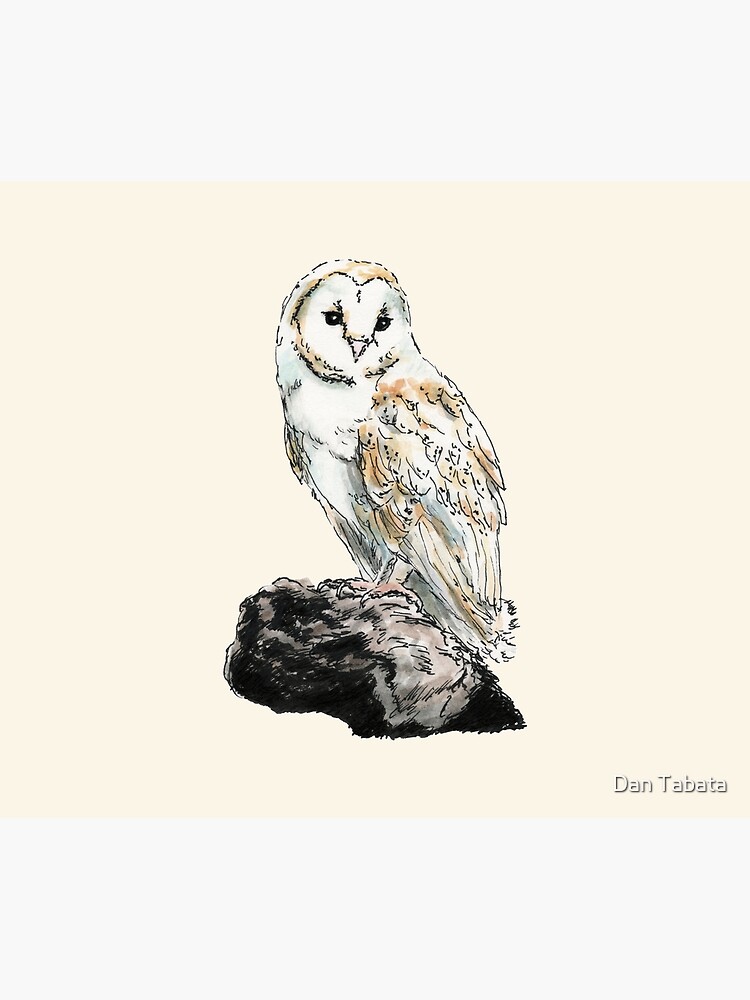 Barn Owl by dmtab