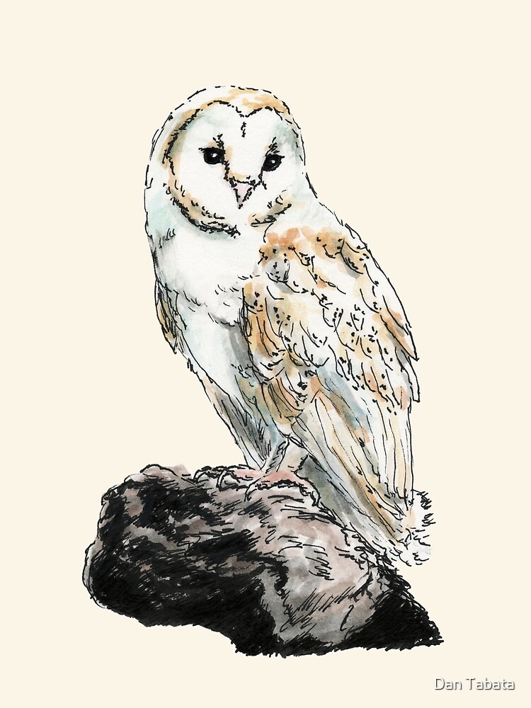 Barn Owl by dmtab