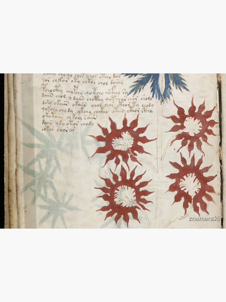 Voynich Manuscript. Illustrated codex hand-written in an unknown writing system by znamenski