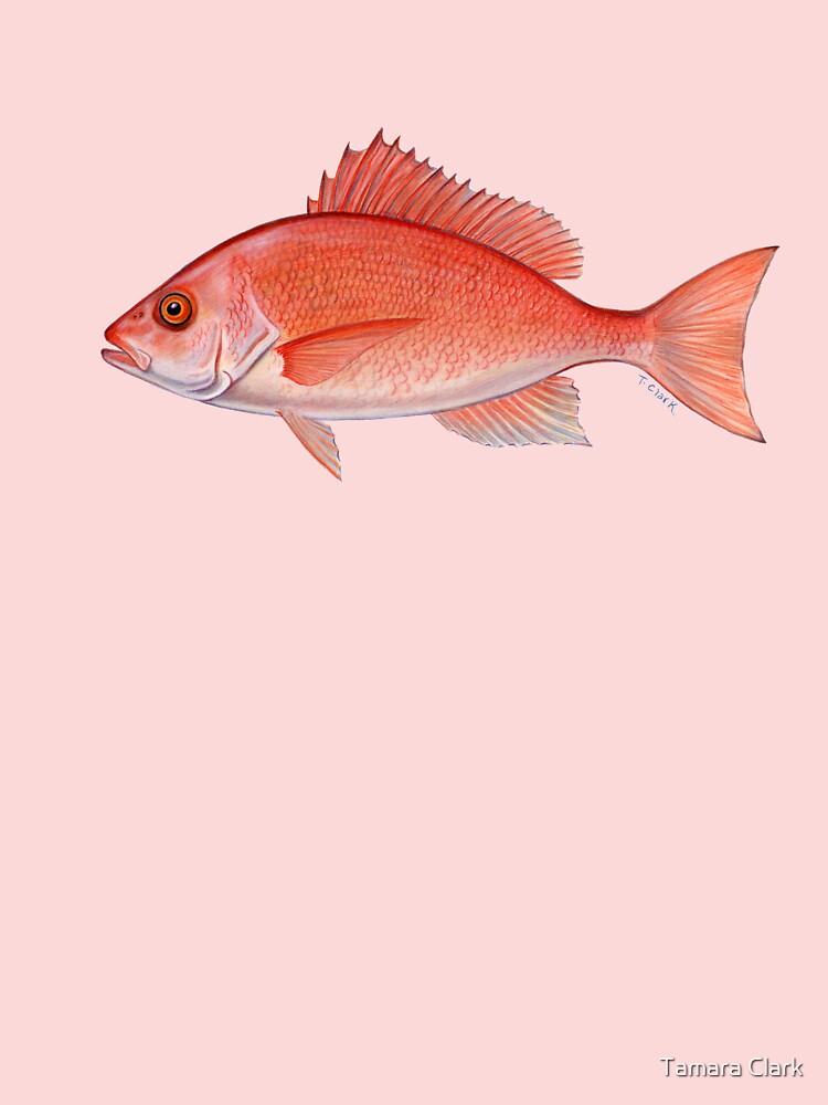 Red Snapper (Lutjanus campechanus)