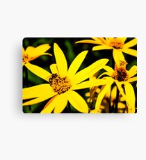 Bumble Canvas Print