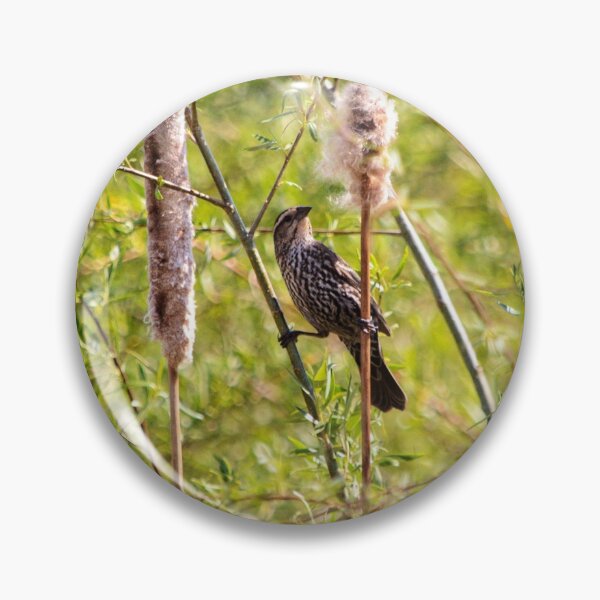 Item preview, Song Sparrow On Cattail designed and sold by RickPics.
