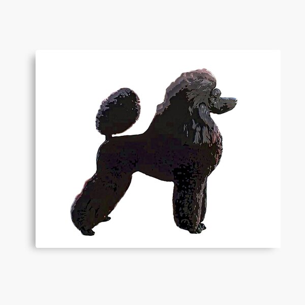 serendipity miniature apricot poodles