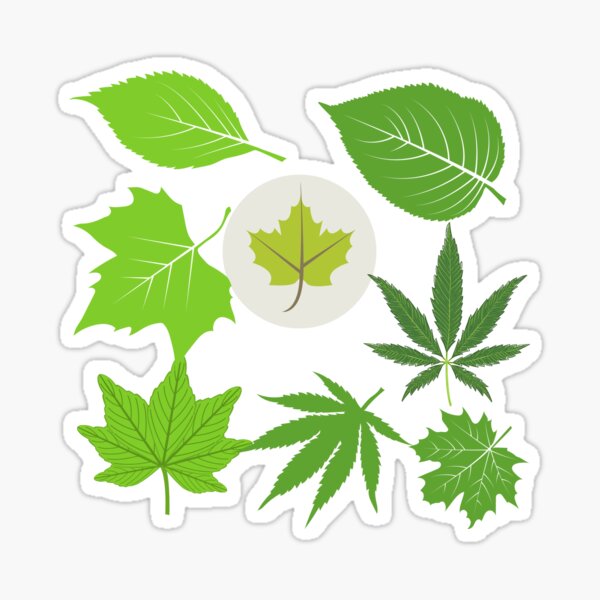 Green Leaves Sticker