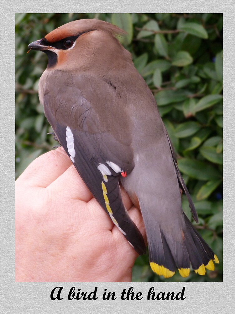 A bird in the hand (Waxwing) by Merlin13