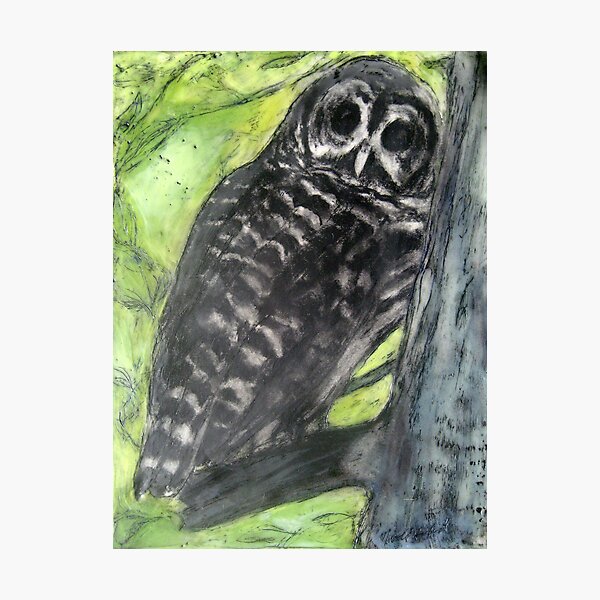 Owl Who Visits Photographic Print