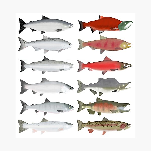 Pacific Salmon Group - Ocean and Spawning Phase Photographic Print for  Sale by fishfolkart