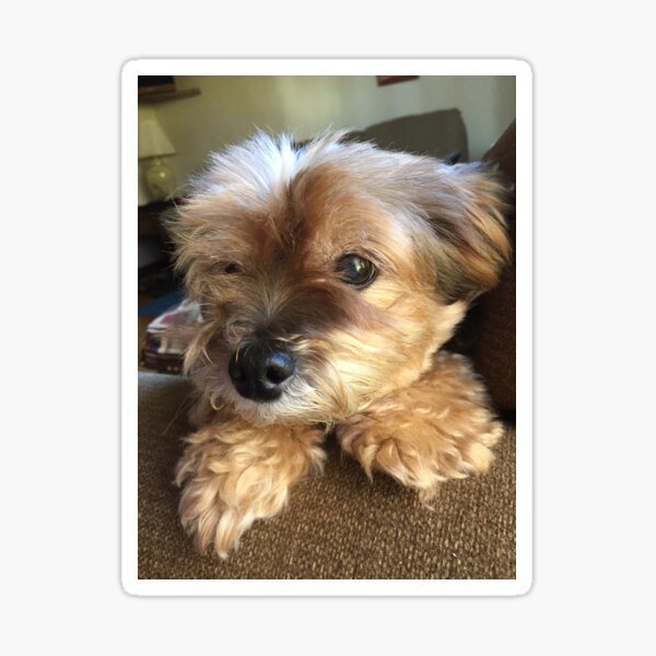 The Fluffy Doggy Sticker
