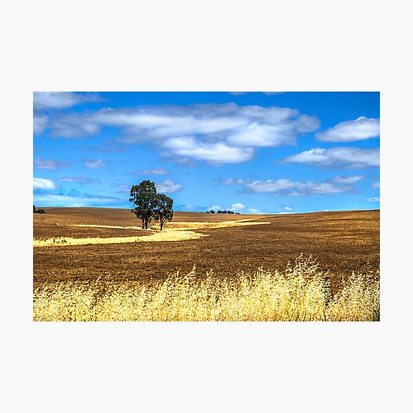 Aperçu de l'œuvre One tree créée et vendue par Jessy Willemse.