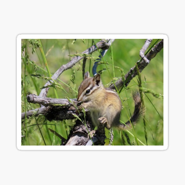 Chipmunk Snacktime #3 Sticker