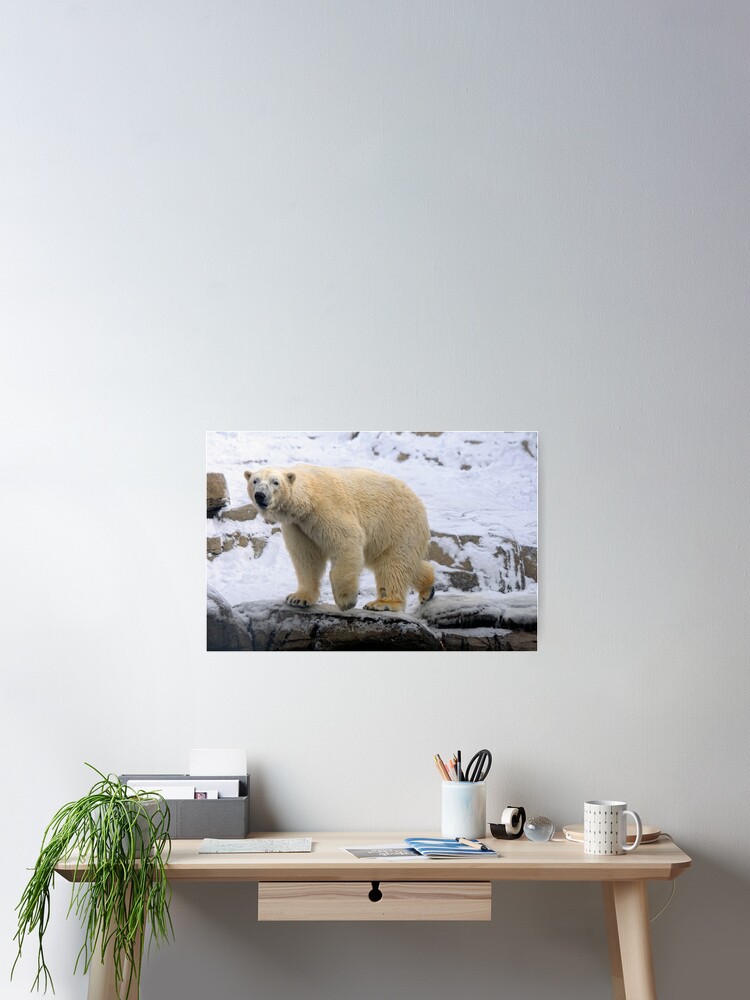 Póster for Sale con la obra « los osos polares son conocidos por