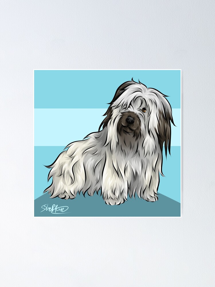 Skye Terrier Blue Background Cute Dogs Collection
