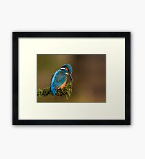 Kingfisher Framed Print