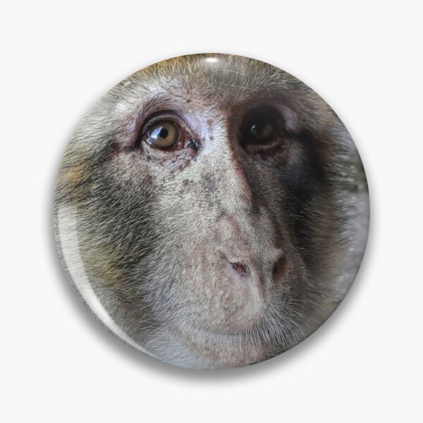 Item preview, Cute monkey face photo, Gibraltar Barbary macaques designed and sold by Tanja Dianova.