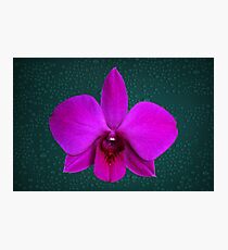 Large Light Purple Award Winning Orchid Photographic Print