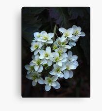 Showy Canvas Print