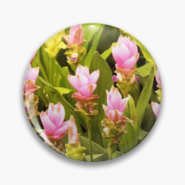 Item preview, Curcuma turmeric has flowers like purple-pink lotus flowers. Found in Thailand. designed and sold by greengoodnich.