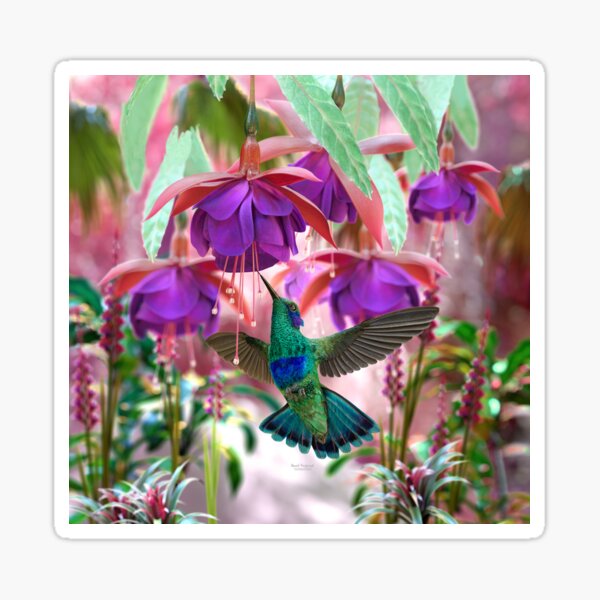 Hummingbird Sticker