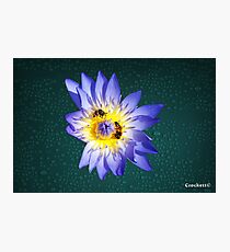 Bees and Water Lilly Award Winning Photo Photographic Print