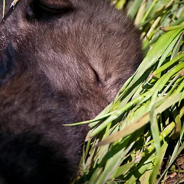 Artwork thumbnail, Nap Time by WolvesOnly