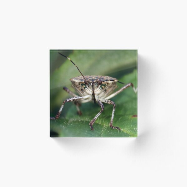 Brown Stinkbug Face Acrylic Block