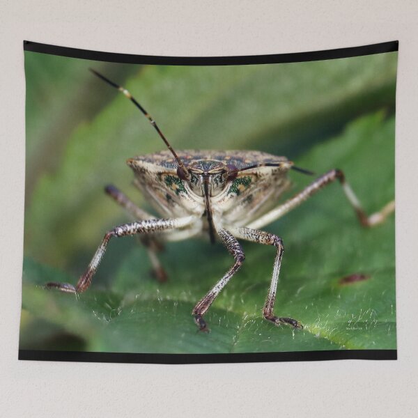Item preview, Brown Stinkbug Face  designed and sold by mark-bugs-org.