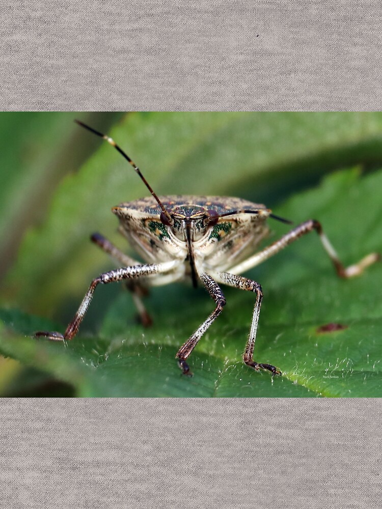 Brown Stinkbug Face by mark-bugs-org