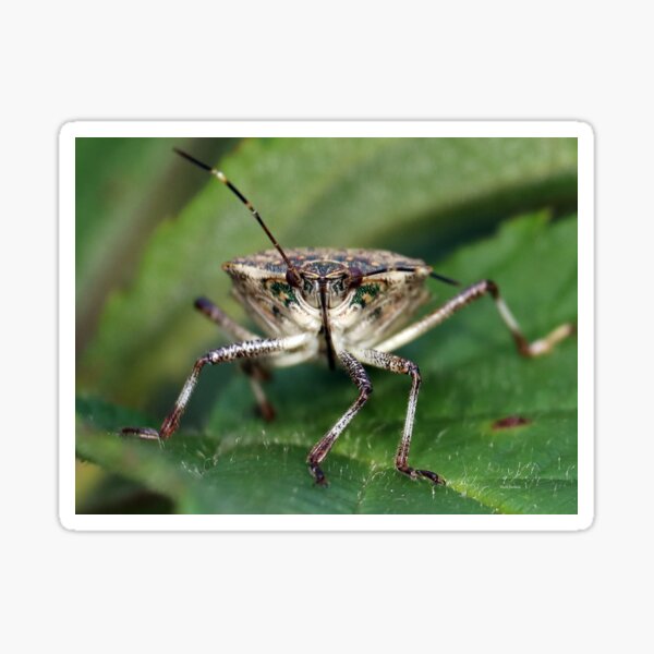 Brown Stinkbug Face Sticker