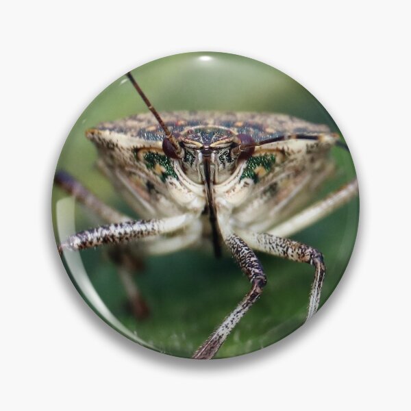 Item preview, Brown Stinkbug Face  designed and sold by mark-bugs-org.