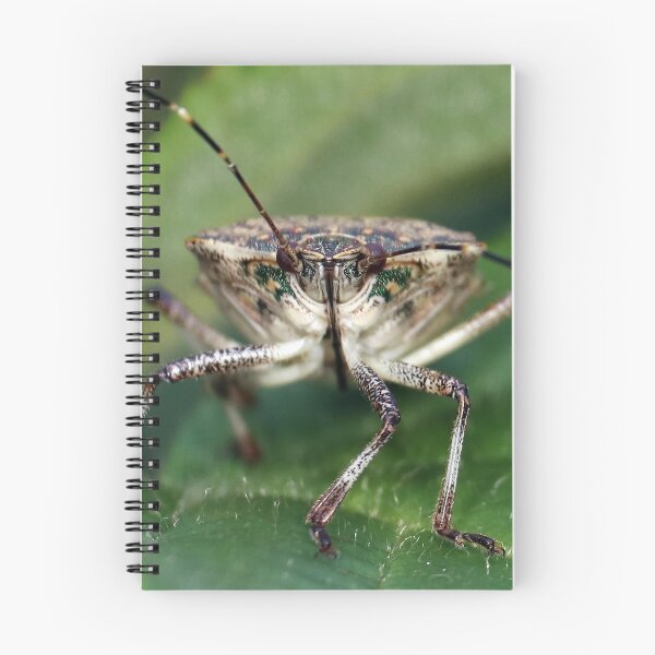 Item preview, Brown Stinkbug Face  designed and sold by mark-bugs-org.