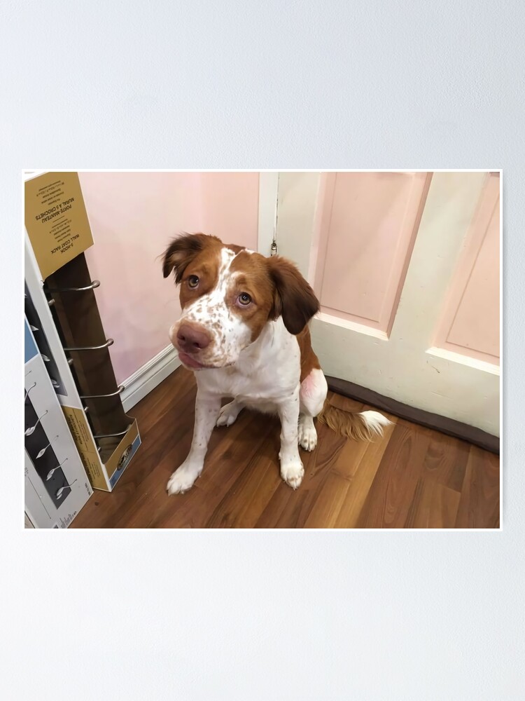 "Dottie The Doggie Dog" Poster for Sale by theworld2021 Redbubble