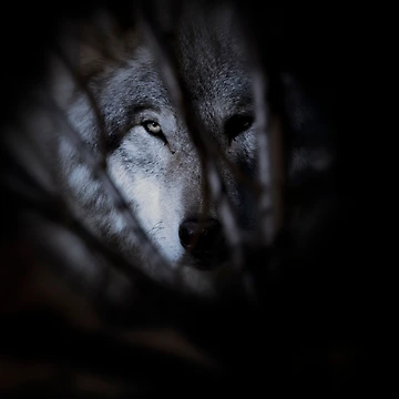 Vorschaubild zum Design Timber Wolf von WolvesOnly