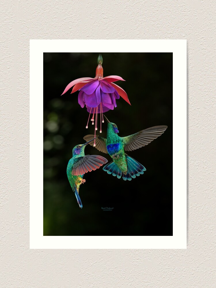 Hummingbird pair | Art Print