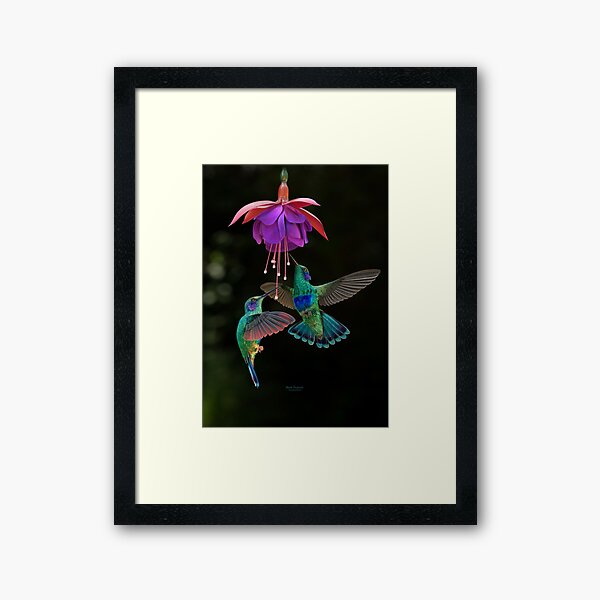 Item preview, Hummingbird pair designed and sold by DavidPenfound.