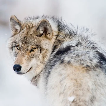Vorschaubild zum Design Timber Wolf von WolvesOnly
