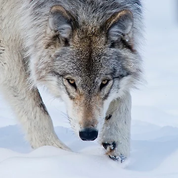 Vorschaubild zum Design Timber Wolf von WolvesOnly