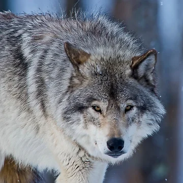 Vorschaubild zum Design Timber Wolf von WolvesOnly