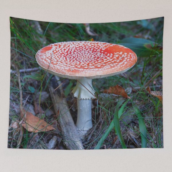 Item preview, Fly Agaric (poisonous) designed and sold by DisaM.
