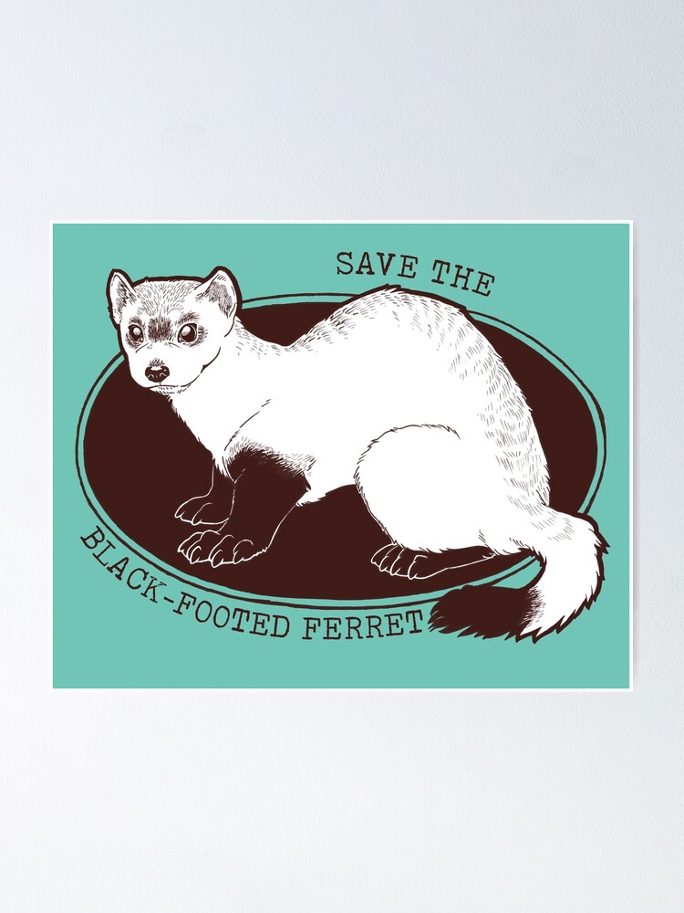 American ferret fashion