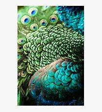 Plumage Photographic Print