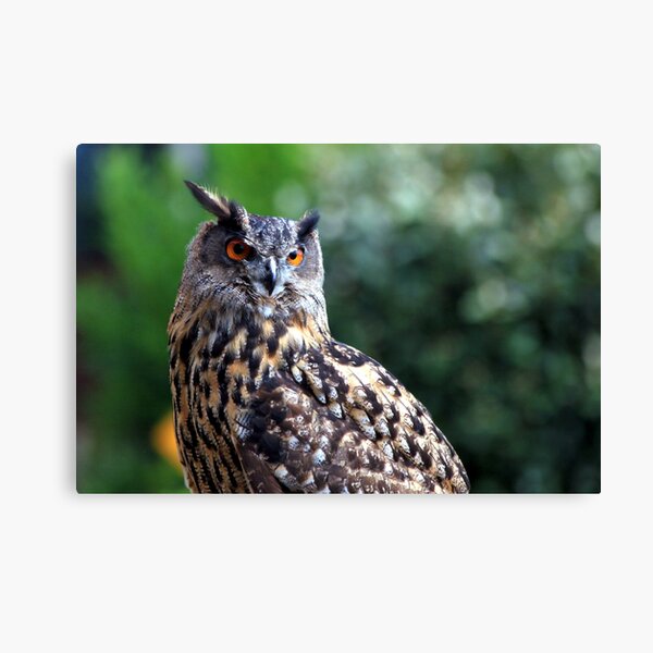 Ear Ear Canvas Print