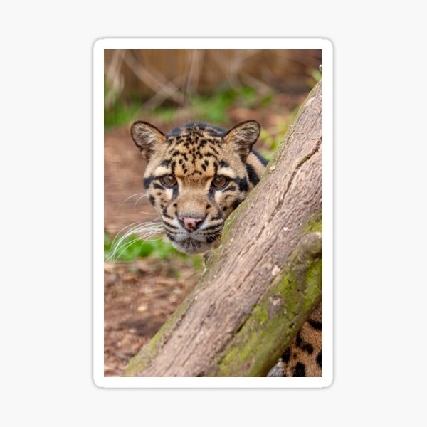 Item preview, Face of a Clouded Leopard designed and sold by OwlOccasions.