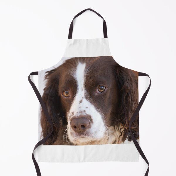 Item preview, Brown and White Springer Spaniel Portrait designed and sold by Rob Cole Photography.