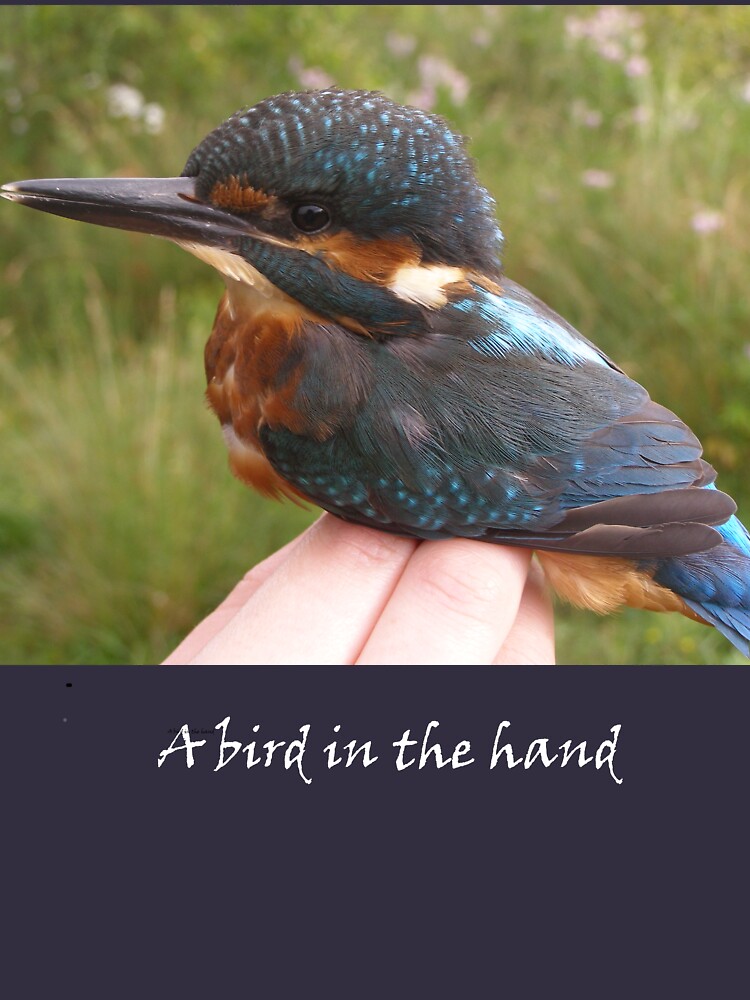 A bird in the hand (Kingfisher) by Merlin13