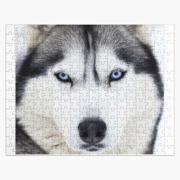 husky dog jigsaw puzzle