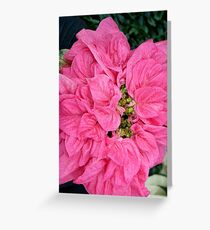 Pink Velvet Greeting Card
