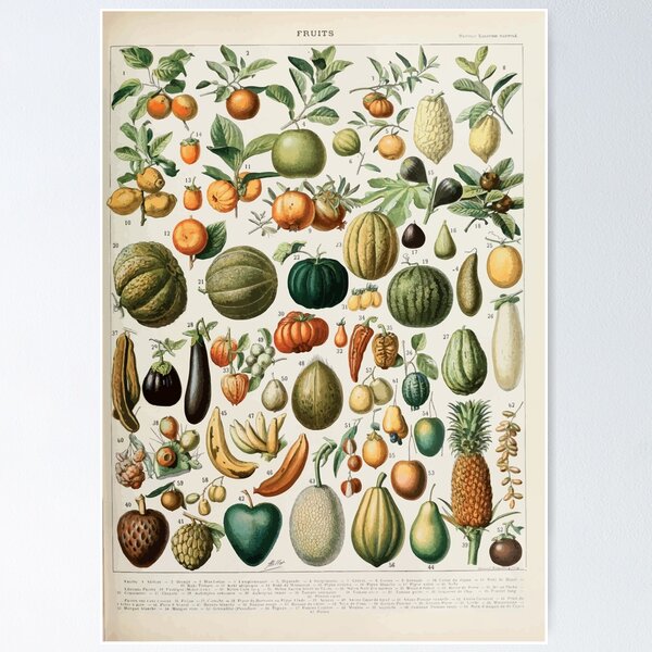 Item preview, Adolphe Millot fruits B designed and sold by wetdryvac.