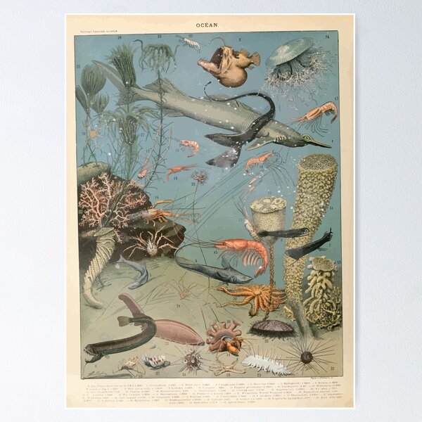 Item preview, Adolphe Millot ocean A designed and sold by wetdryvac.